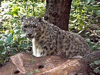Snow Leopard 1